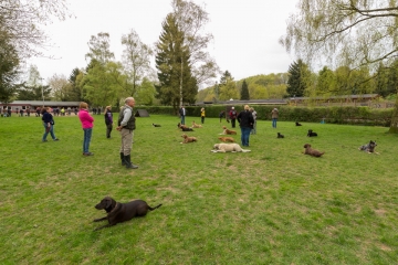 hundeverstehenlernen-training-09.jpg