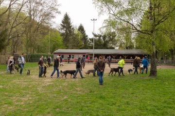 hundeverstehenlernen-training-02.jpg