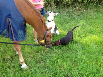 hundeverstehenlernen-training-21.jpg