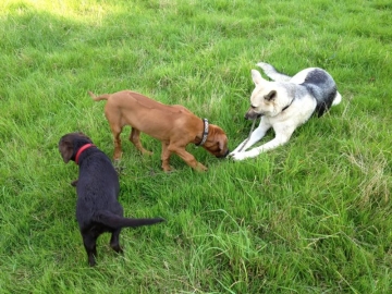 hundeverstehenlernen-training-20.jpg